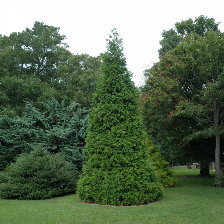Green Giant Arborvitae - 7 Gallon