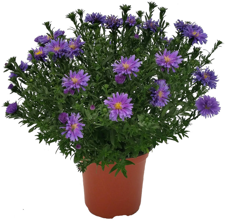 Purple Aster