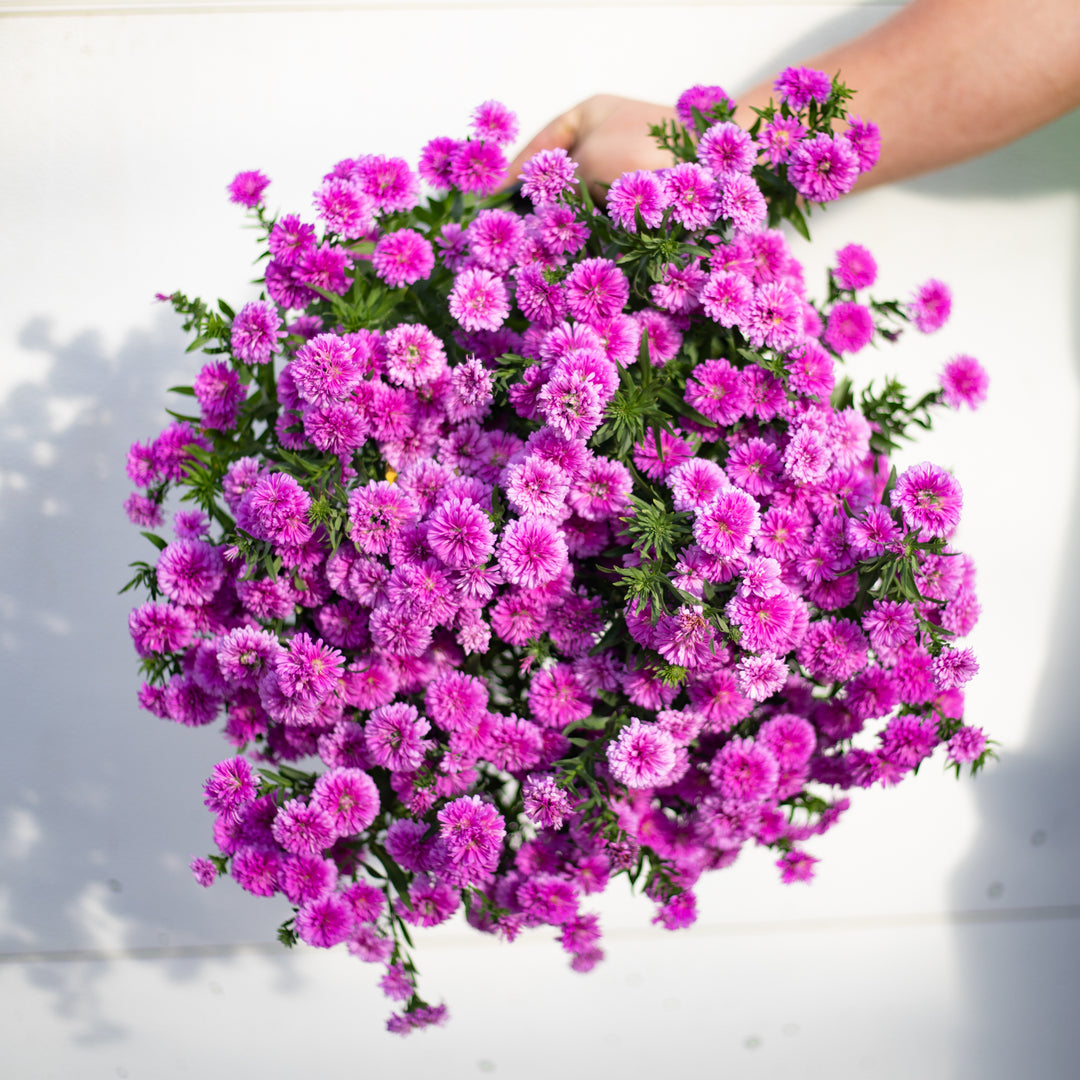 Aster Plant, 8"
