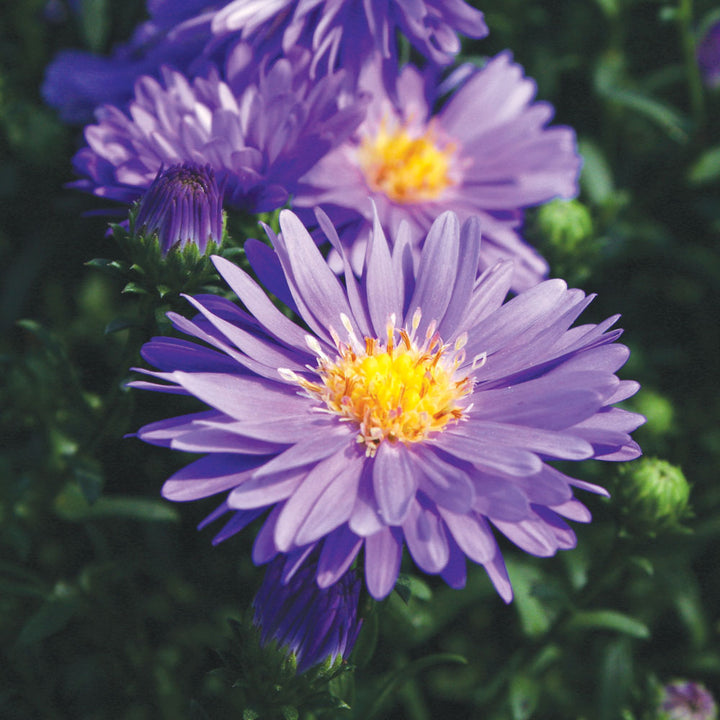 5" Alsip Grown Aster - Assorted Colors