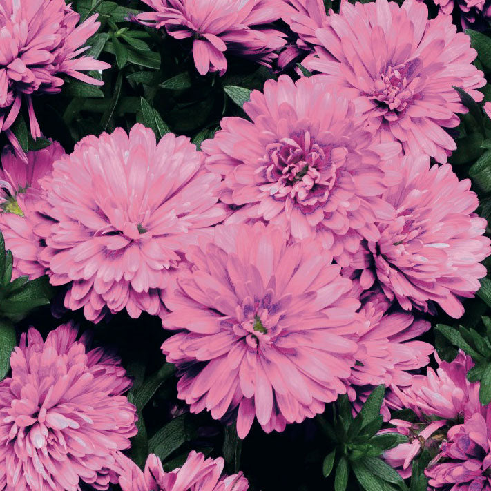 5" Alsip Grown Aster - Assorted Colors