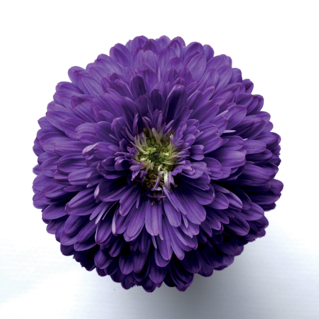 Asters, 9x6" Pot