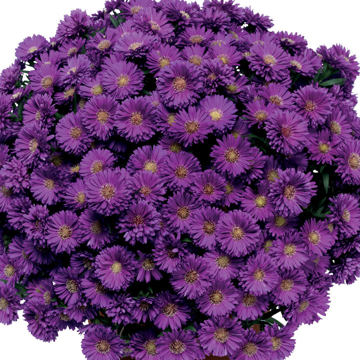 5" Alsip Grown Aster - Assorted Colors