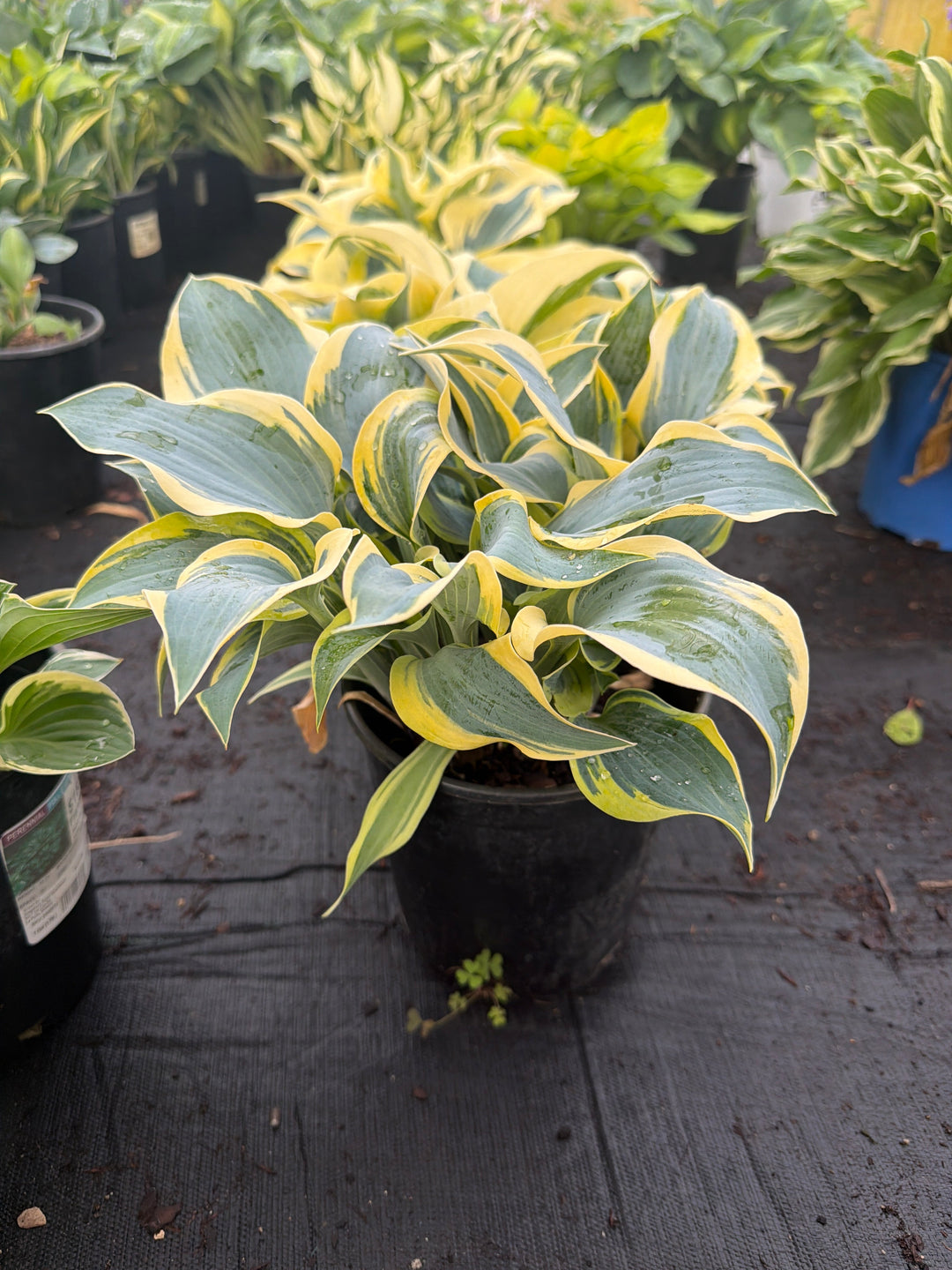 Hosta Plantain Lily Loyalist - 8" Potted Perennial
