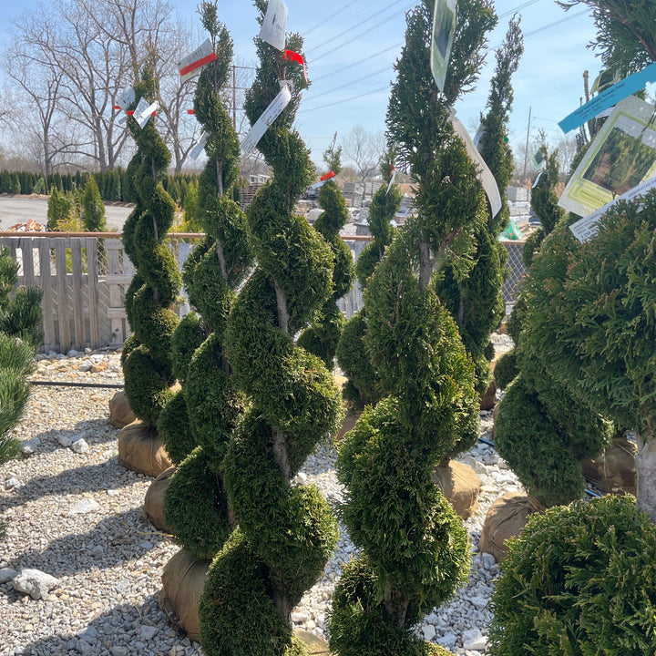 Emerald Green Arborvitae (Spiral) - Thuja occidentalis 'Smaragd' - 5-6 Foot Ball & Burlap Topiary Tree