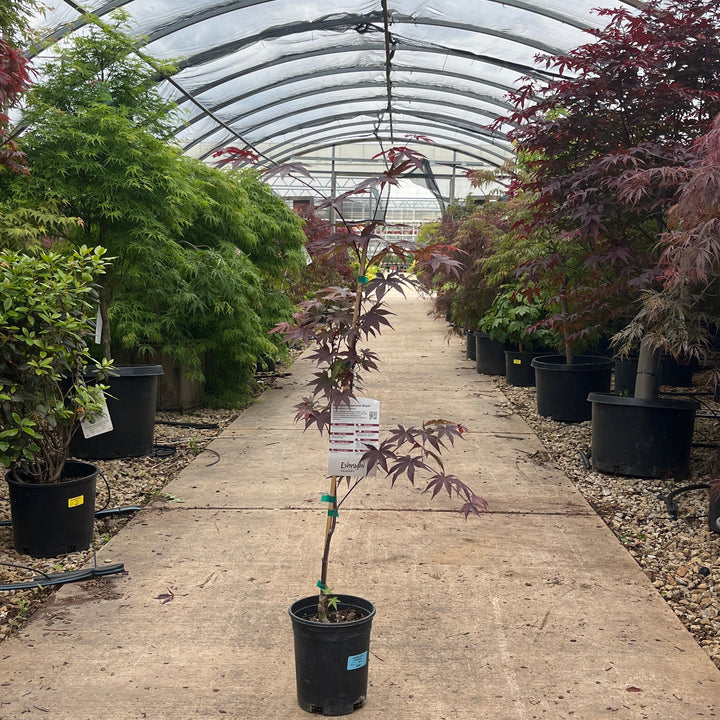 Bloodgood Japanese Maple - Acer palmatum - 1 Gallon Potted Tree