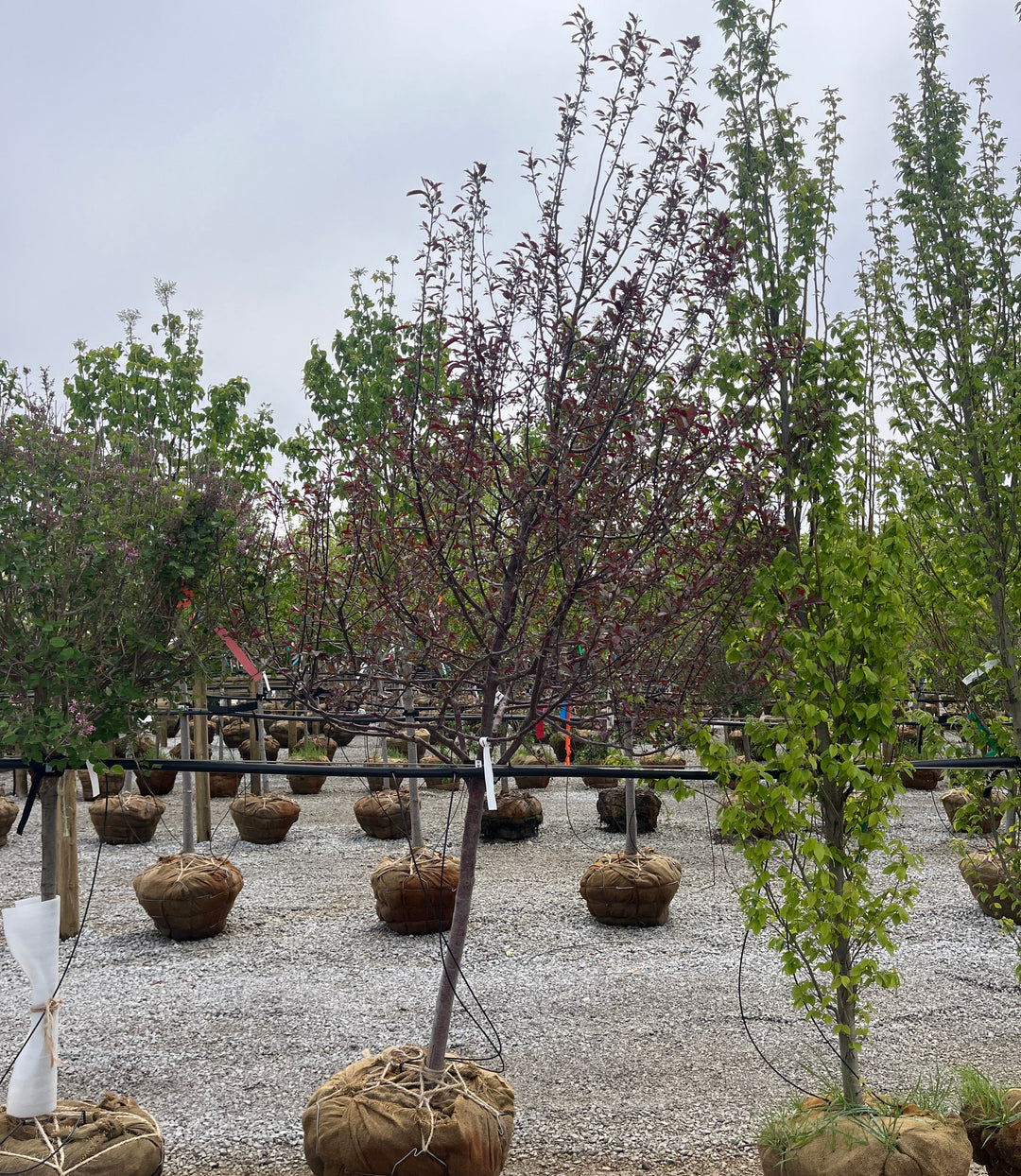 Crabapple Tree, Royal Raindrops, B&B, 2" Caliper