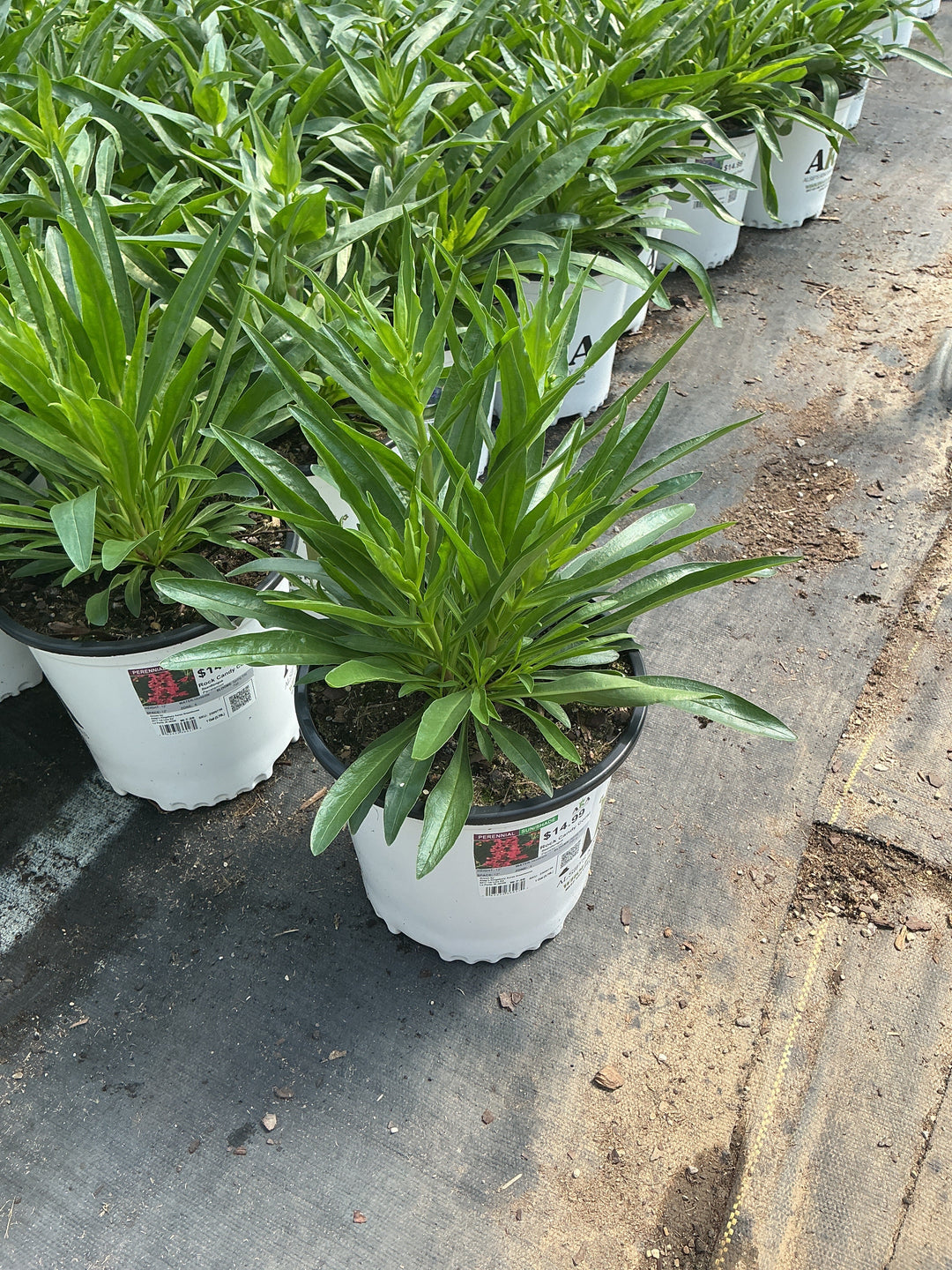 Penstemon Beardtongue Rock Candy Coral - 8" Potted Perennial