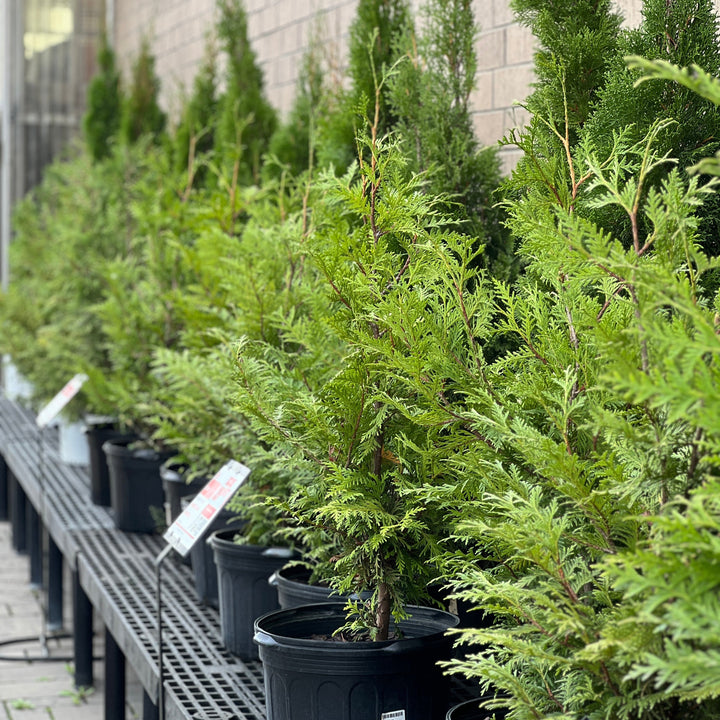 Green Giant Arborvitae - 7 Gallon