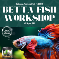 Betta Fish Workshop - February 21st, 2026