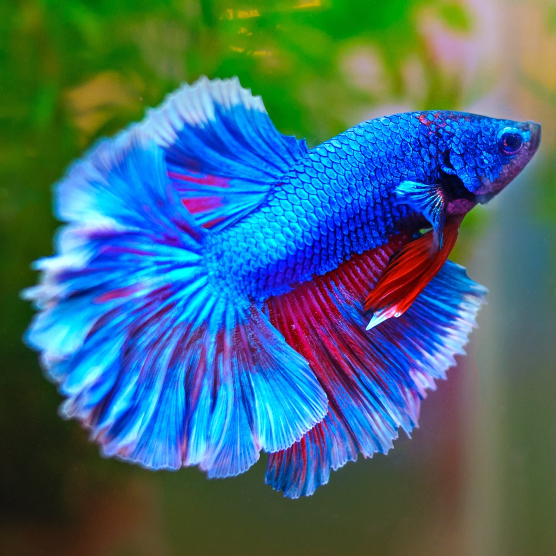 Male Betta Fish