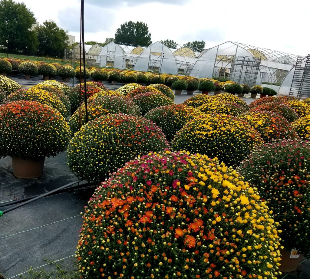 Garden Mums Tri-Color 10" Pot