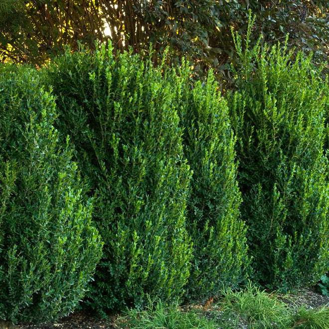 Boxwood Shrub, Green Mountain, BB 15-18"