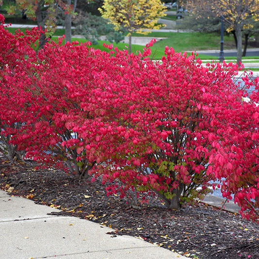 Burning Bush, B&B 4-5 ft.