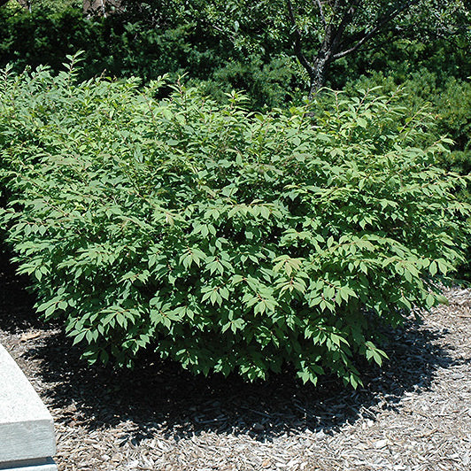 Burning Bush, 3 Gallon Container