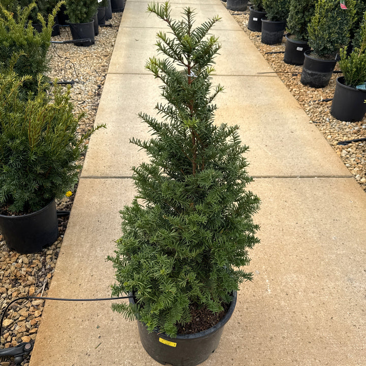 Upright Japanese Yew - Taxus cuspidata 'Capitata' - 6 Gallon Potted Evergreen Shrub