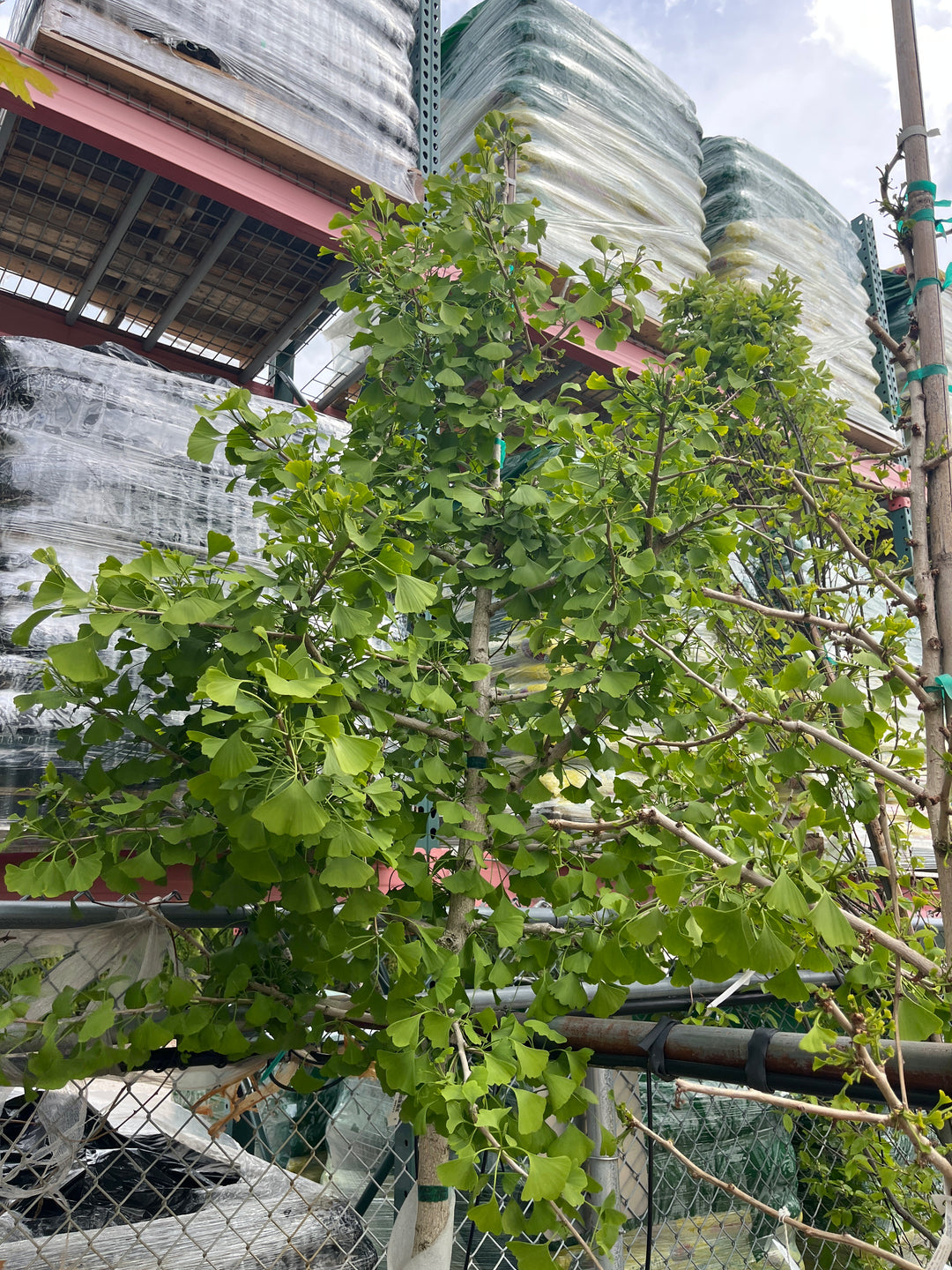 Autumn Gold Ginkgo - Ginkgo biloba - 15# Gallon Potted Tree