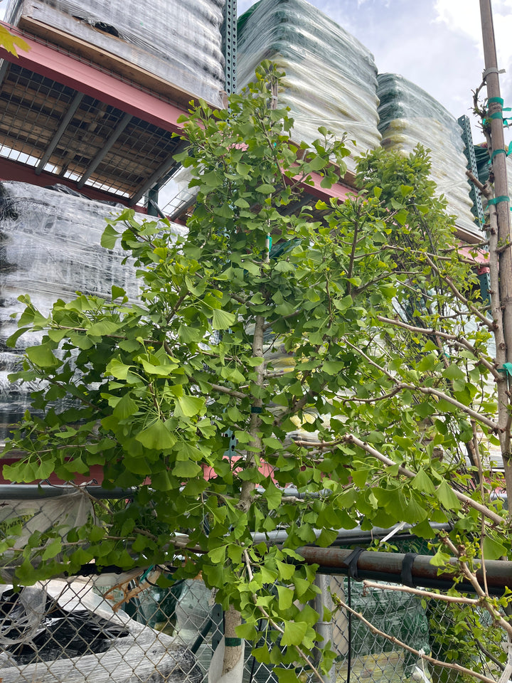 Autumn Gold Ginkgo - Ginkgo biloba - 15# Gallon Potted Tree