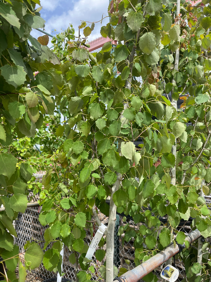 Swedish Columnar Aspen - 15 Gallon Tree