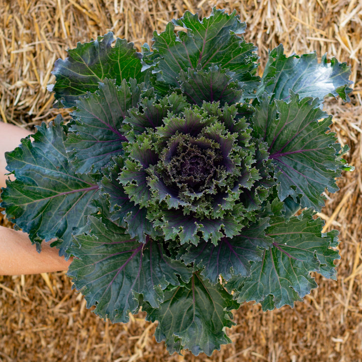 Ornamental Cabbage/Kale 8" Pot