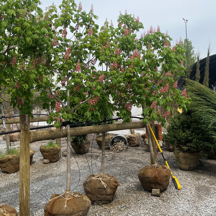 Fort McNair Red Horse Chestnut - Aesculus x carnea 'Fort McNair' - 2" Caliper Ball & Burlap Tree