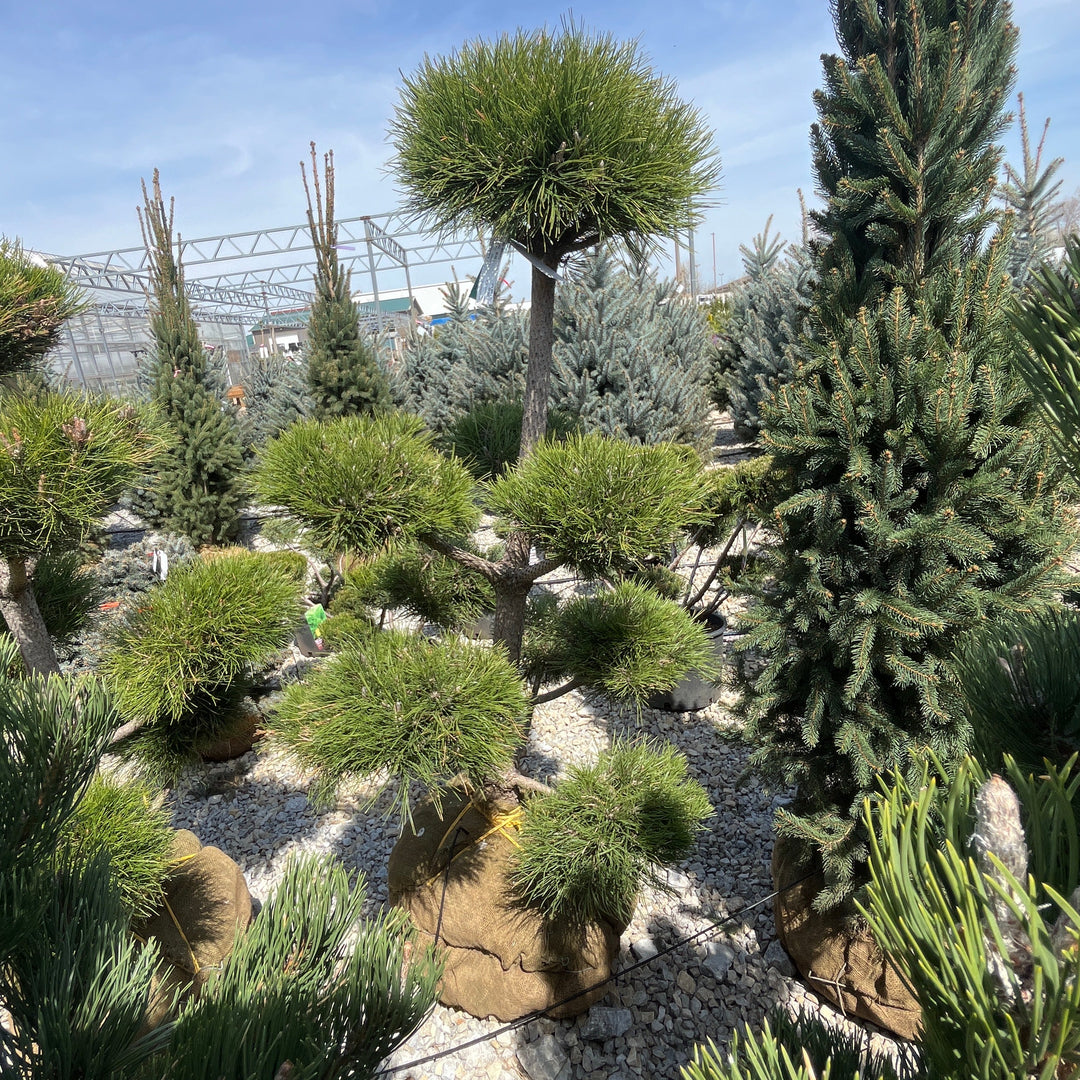 Austrian Pine (Pom Pom) - Pinus nigra - 4-5 Foot Ball & Burlap Topiary