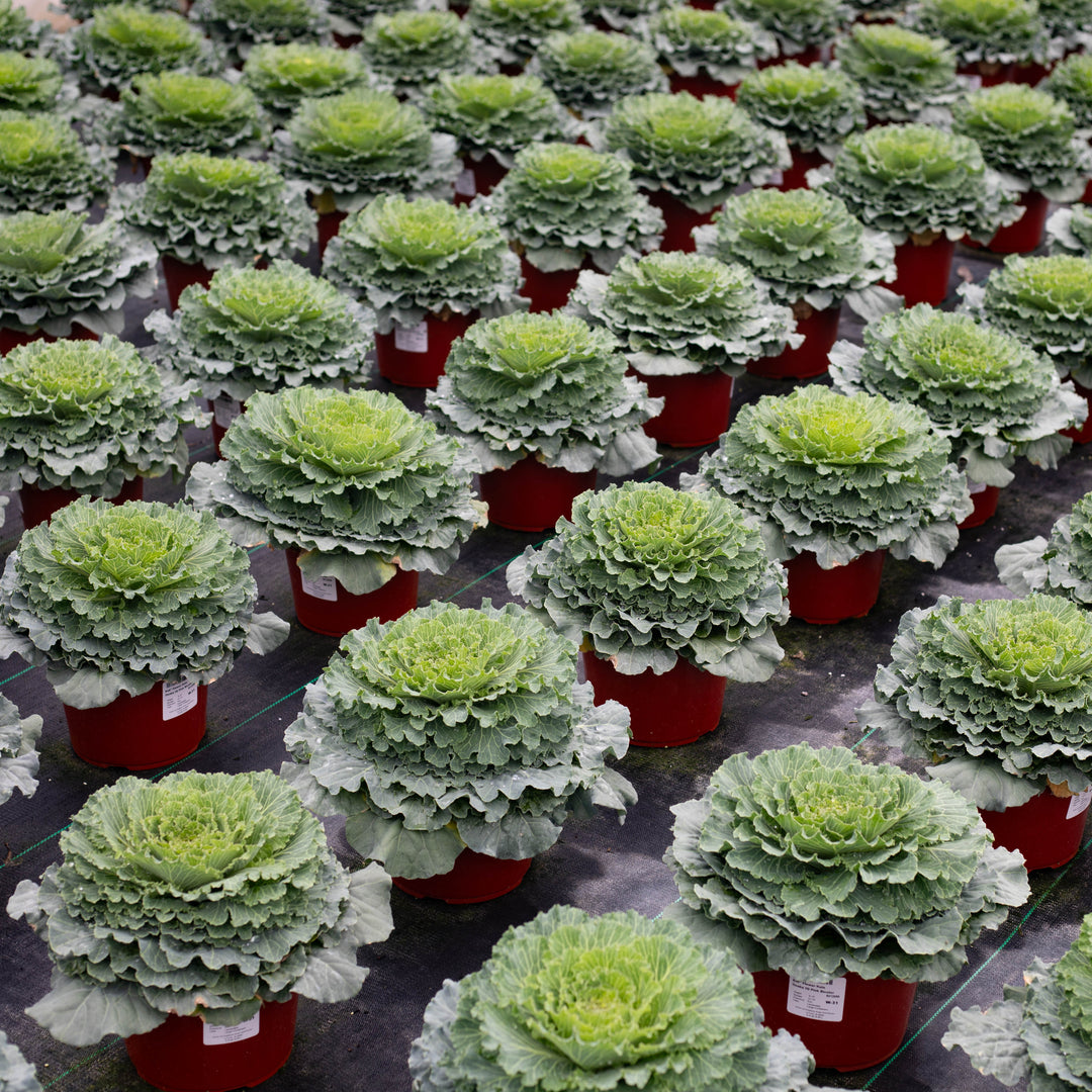 Ornamental Cabbage/Kale 8" Pot