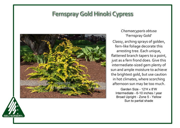 Fernspray Gold Hinoki Cypress - Chamaecyparis obtusa - 6 Gallon Potted Evergreen Shrub