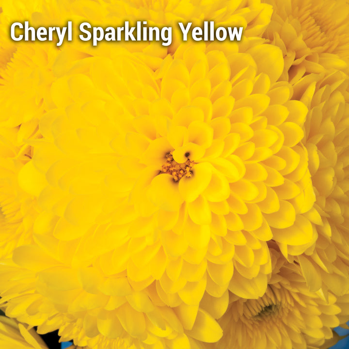 Cheryl Sparkling Yellow Garden Mum