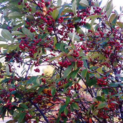 Chokeberry Shrub, 5 Gallon Container