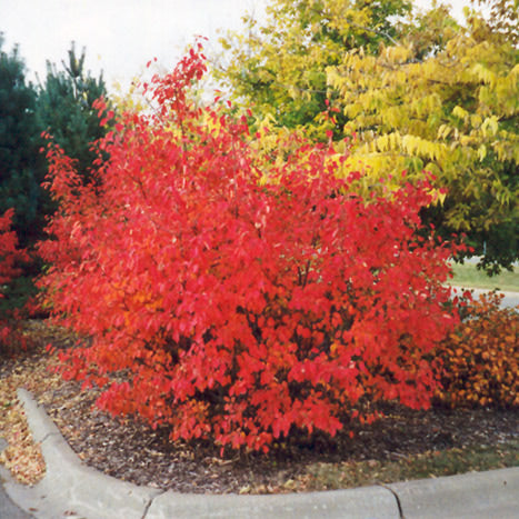 Chokeberry Shrub, 5 Gallon Container