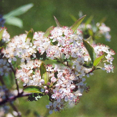 Chokeberry Shrub, 5 Gallon Container