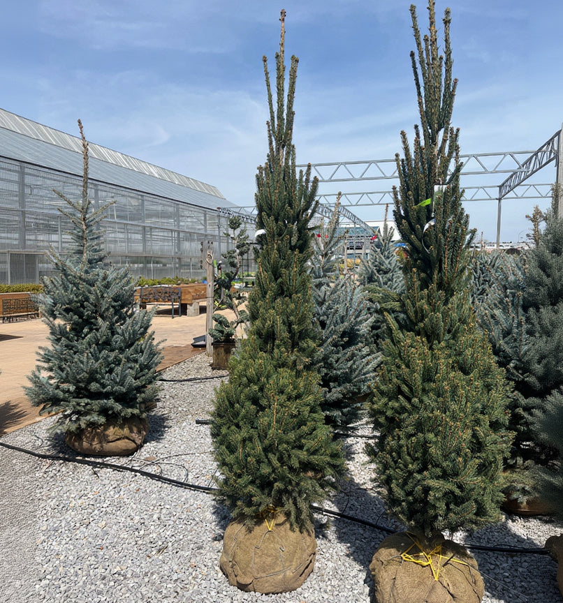 Columnar Norway Spruce - Picea abies 'Cupressina' - 7-8 Foot Ball & Burlap Tree