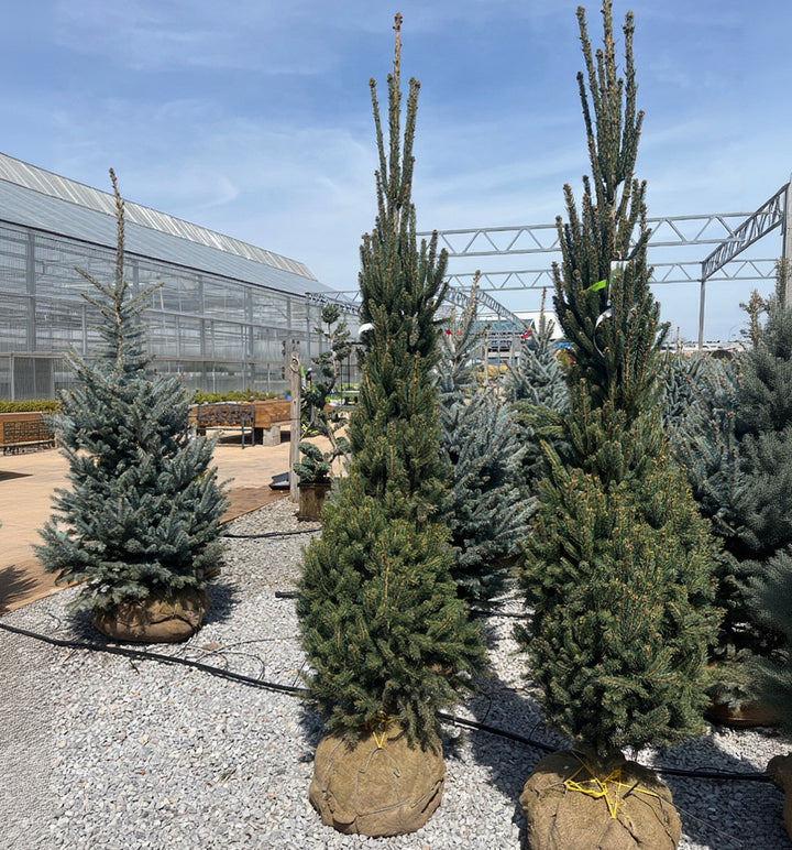 Columnar Norway Spruce - Picea abies 'Cupressina' - 7-8 Foot Ball & Burlap Tree