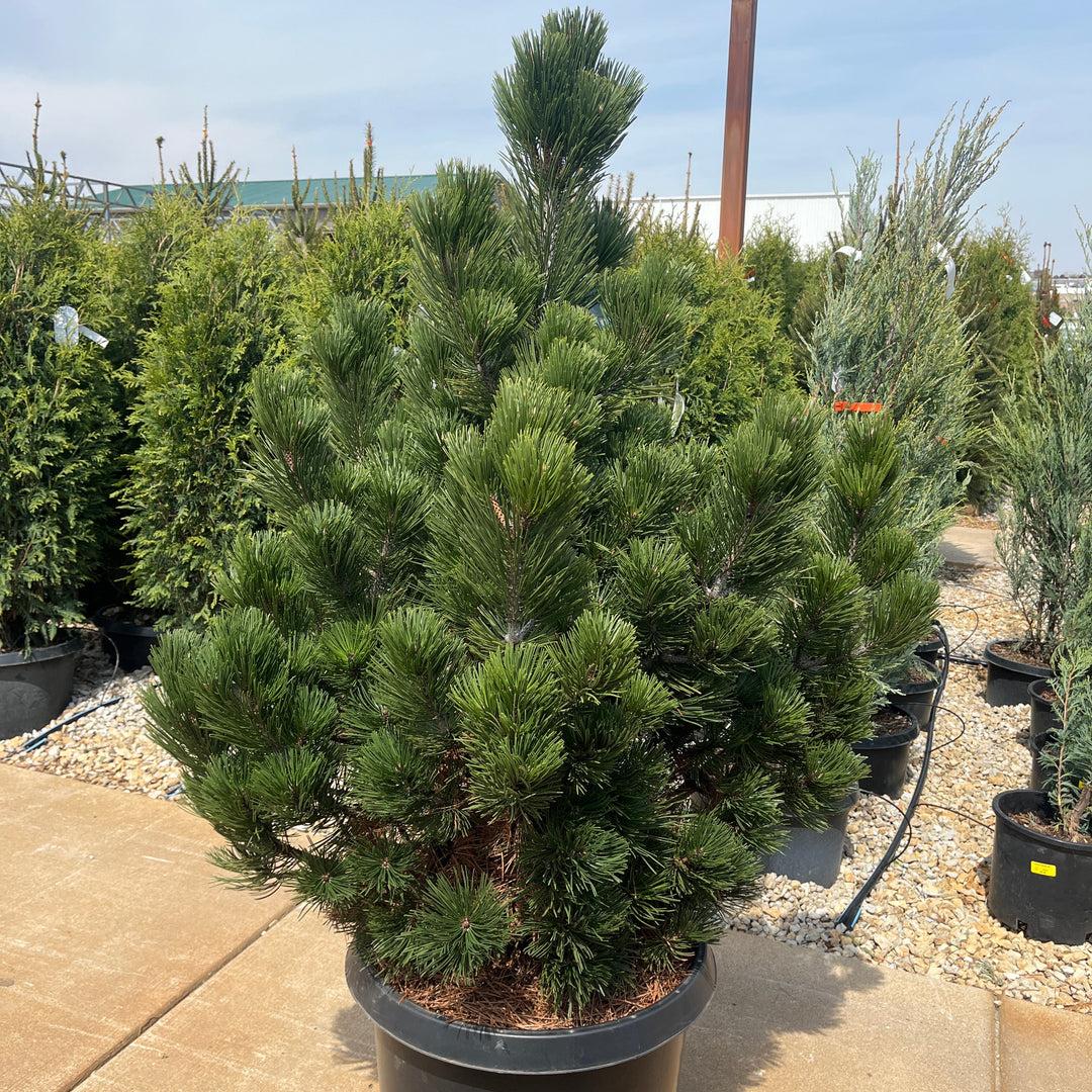 Irish Bell Bosnian Pine - Pinus heldreichii - 20 Gallon Potted Tree