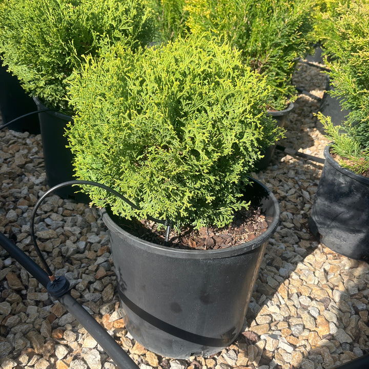 Thuja Hetz Midget - 3 Gallon Pot