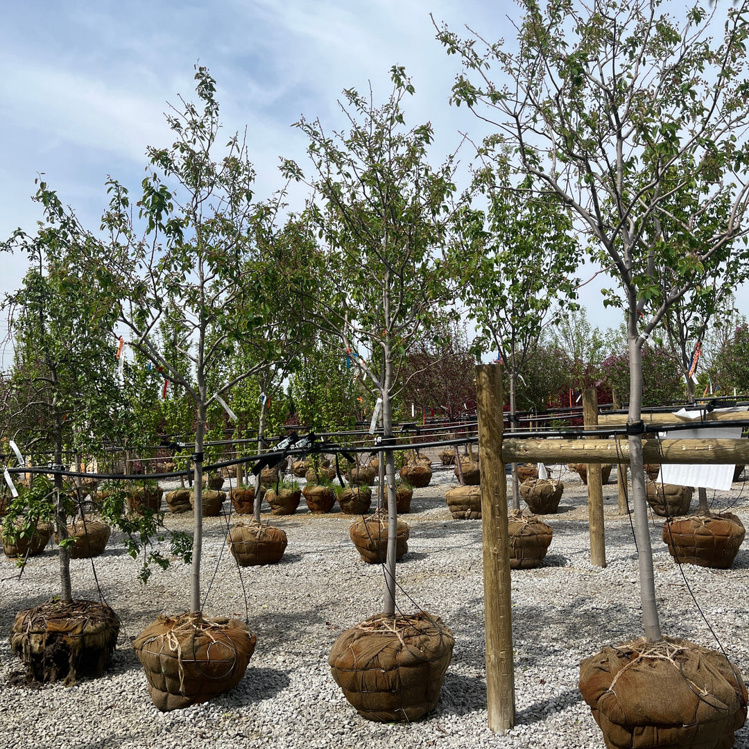 Princess Diana Serviceberry - Amelanchier x grandiflora 'Princess Diana' - 2" Caliper Ball & Burlap Tree