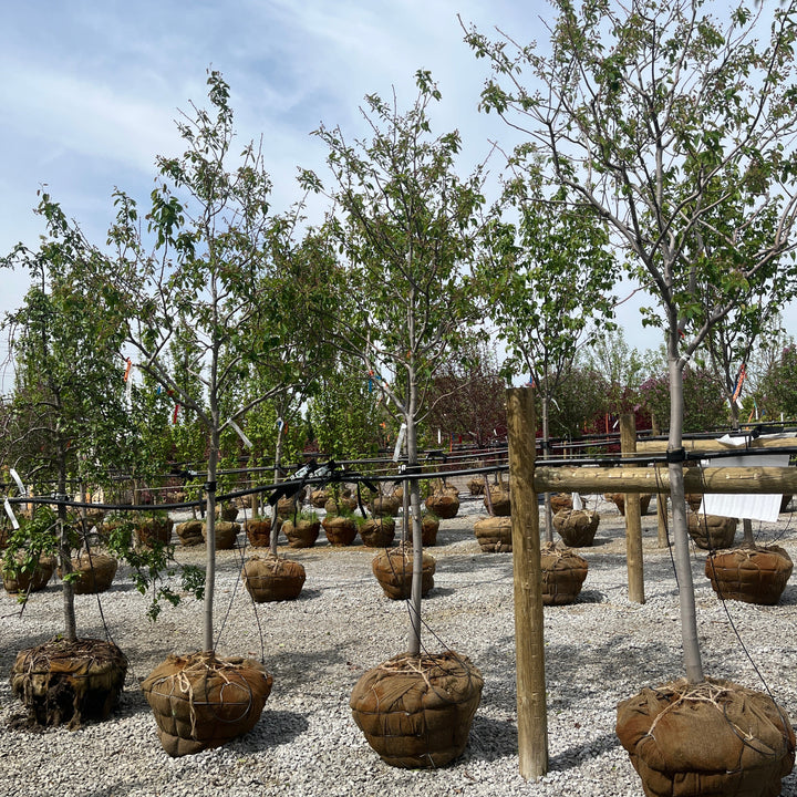 Princess Diana Serviceberry - Amelanchier x grandiflora 'Princess Diana' - 2" Caliper Ball & Burlap Tree
