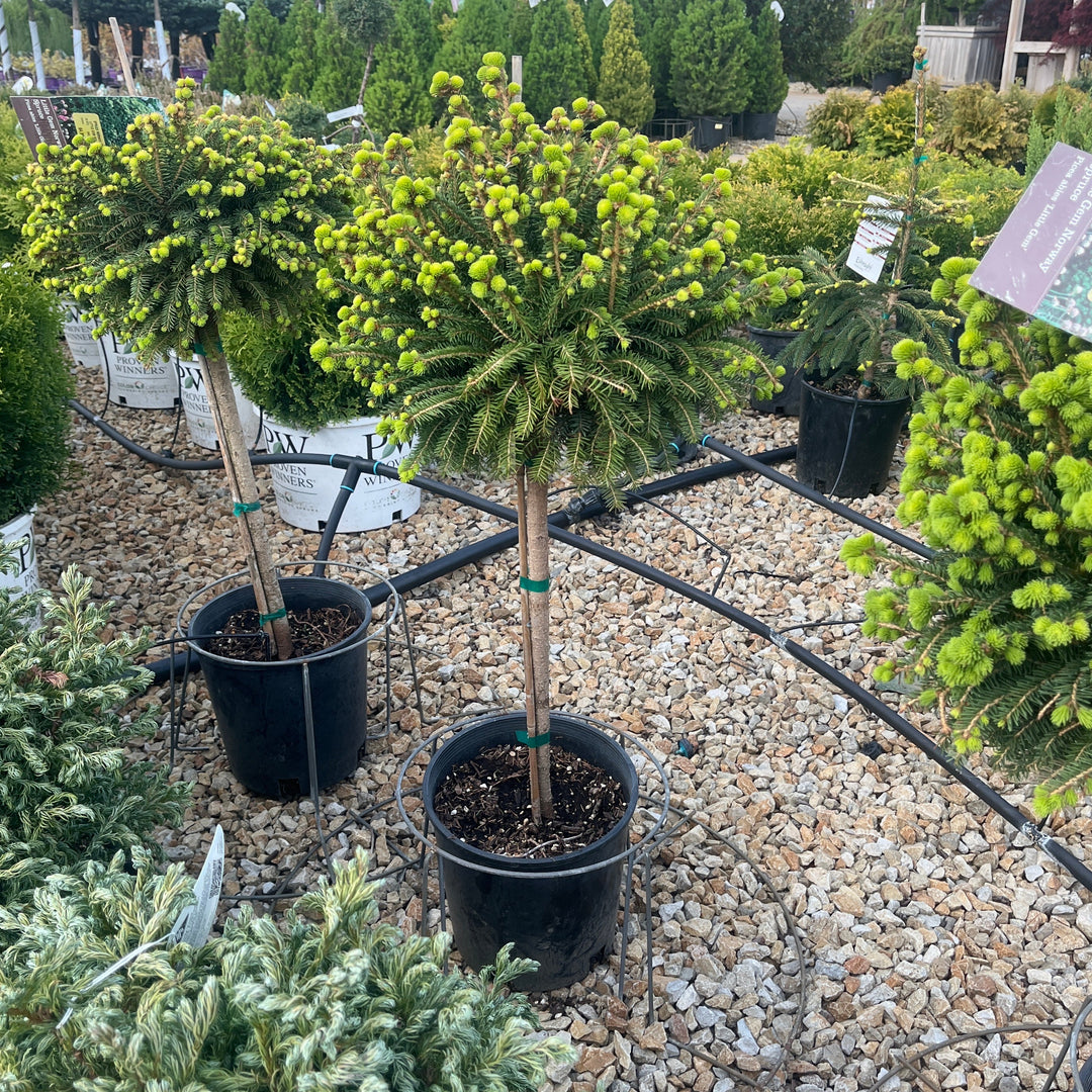 Little Gem Norway Spruce (Standard Form) - Picea abies - 2 Gallon Potted Evergreen Topiary Tree