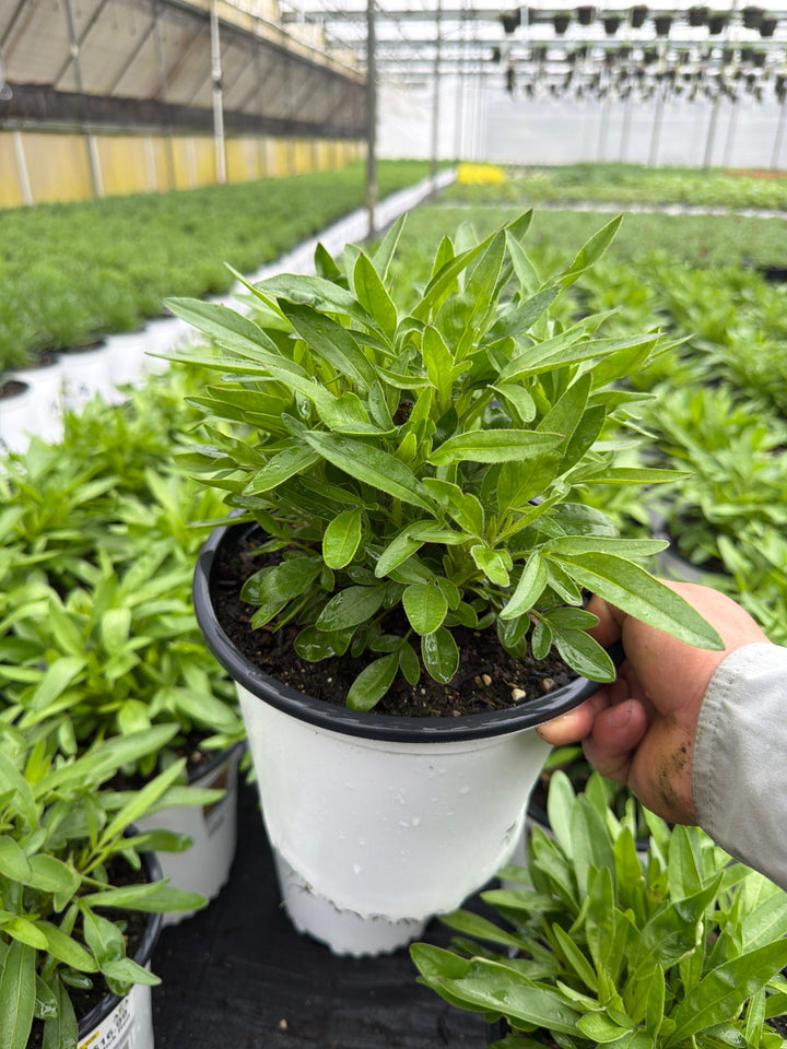 Coreopsis Tickseed Uptick Red - 8" Potted Perennial