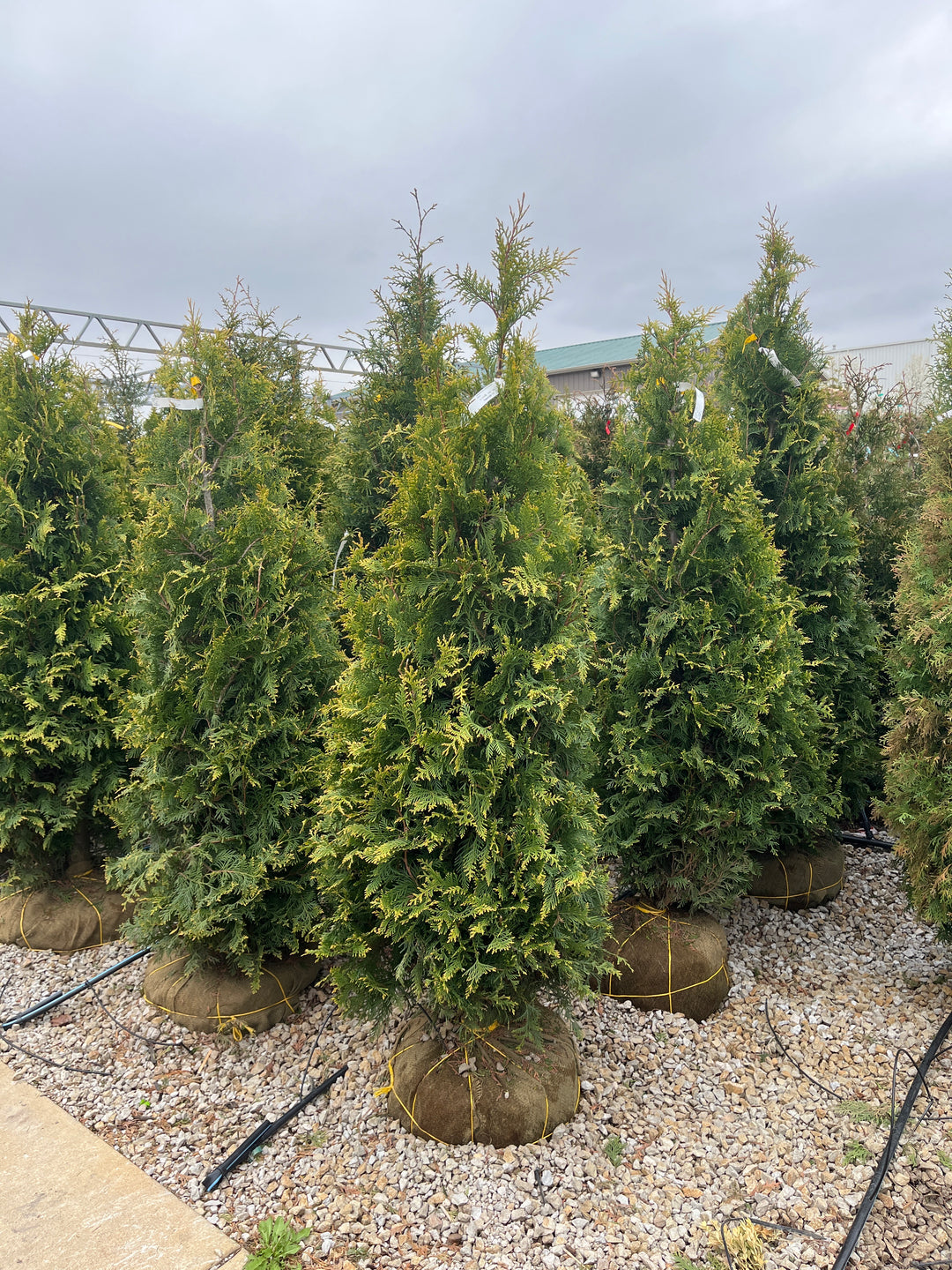 Northern Spire Giant Arborvitae - Thuja plicata - 5-6 Foot Ball & Burlap Tree