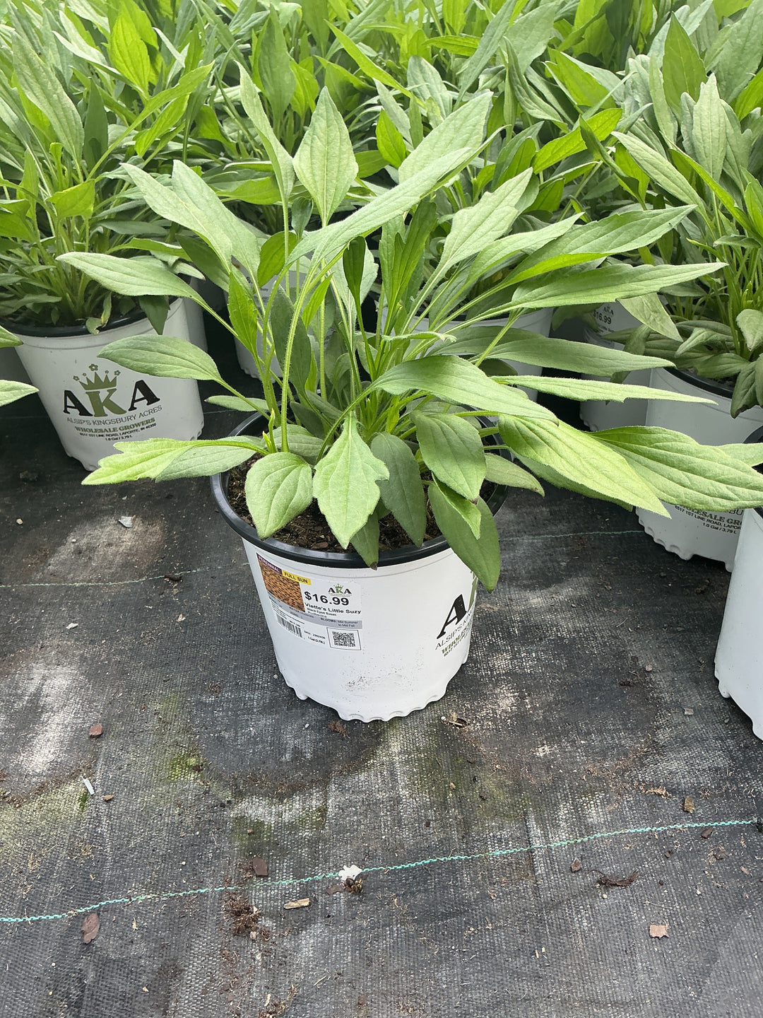 Rudbeckia Black Eyed Susan Viette's Little Suzy - #2 Potted Perennial