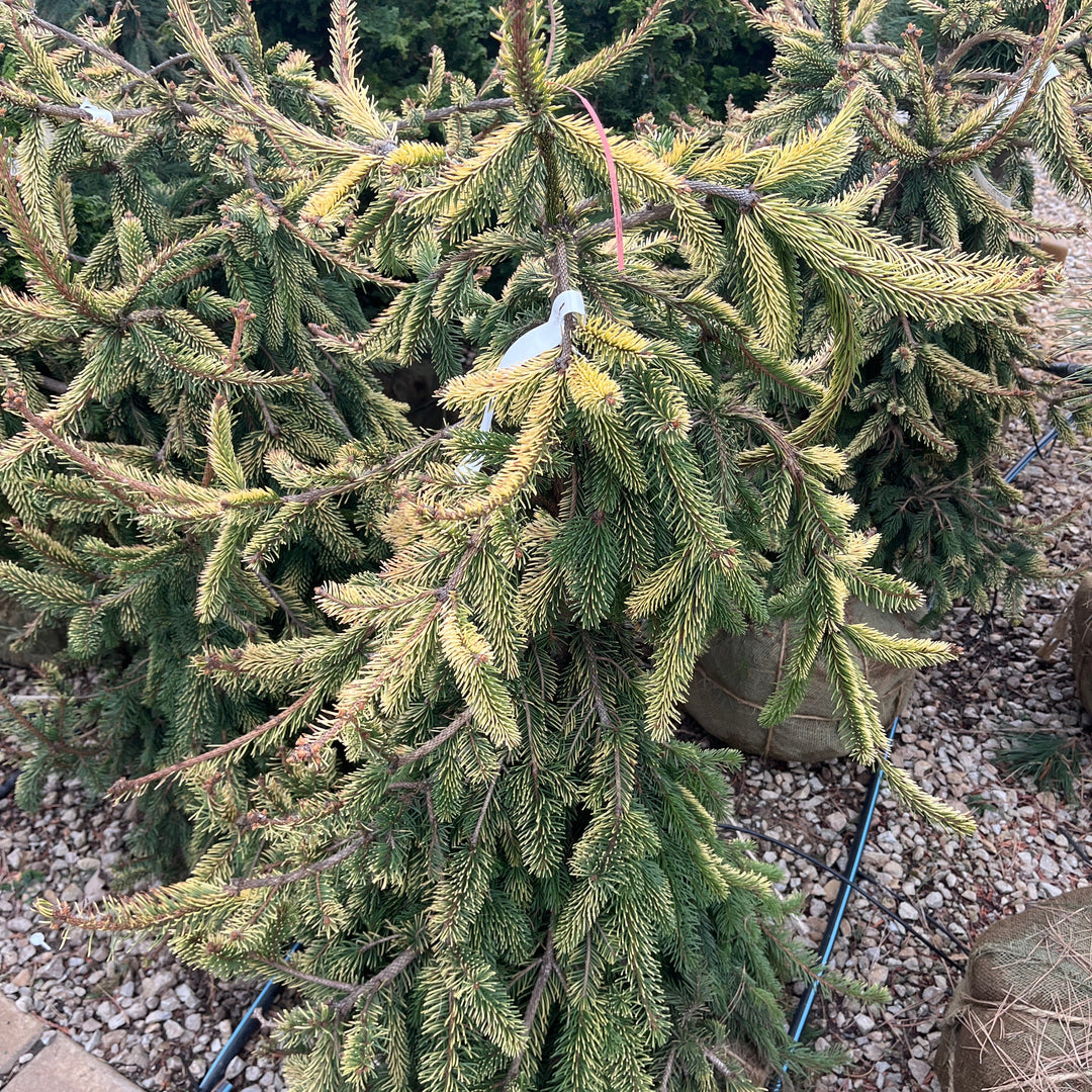 Gold Drift Norway Spruce - Picea abies - 2.5-3 Foot Ball & Burlap Evergreen Tree