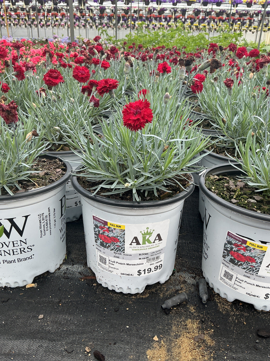 Dianthus Pinks Fruit Punch Maraschino - 6" Perennial - 6" Potted Perennial