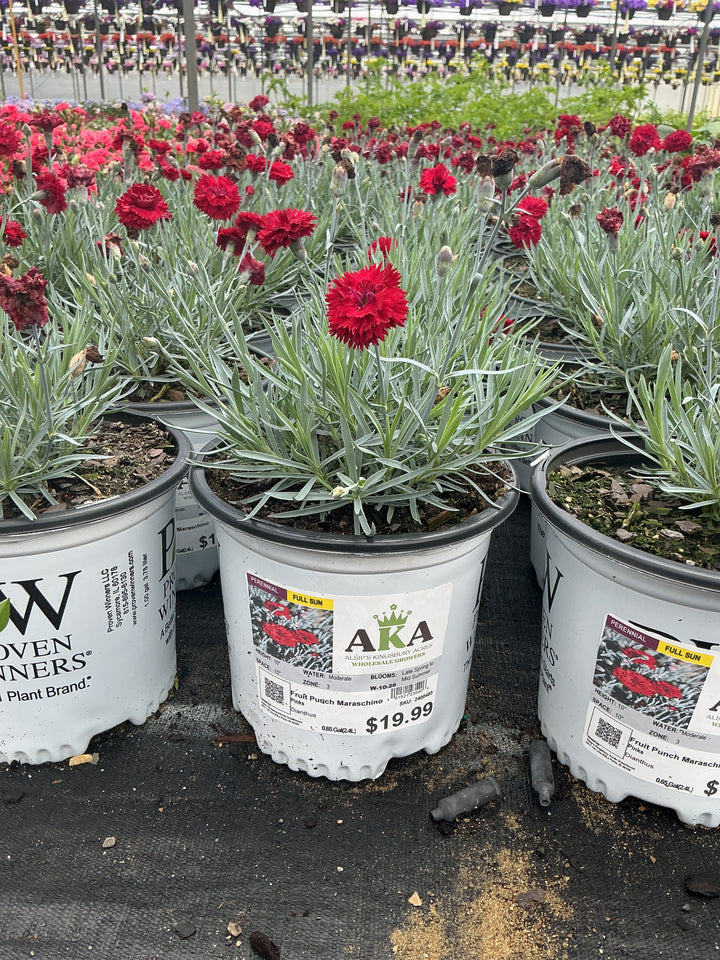 Dianthus Pinks Fruit Punch Maraschino - 6" Perennial - 6" Potted Perennial