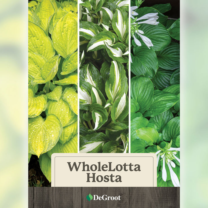 WholeLotta Hosta