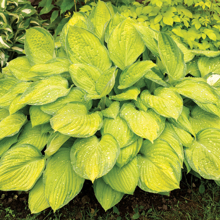 WholeLotta Hosta