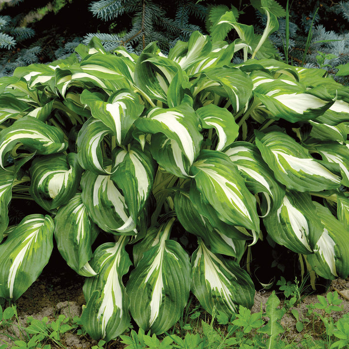 WholeLotta Hosta