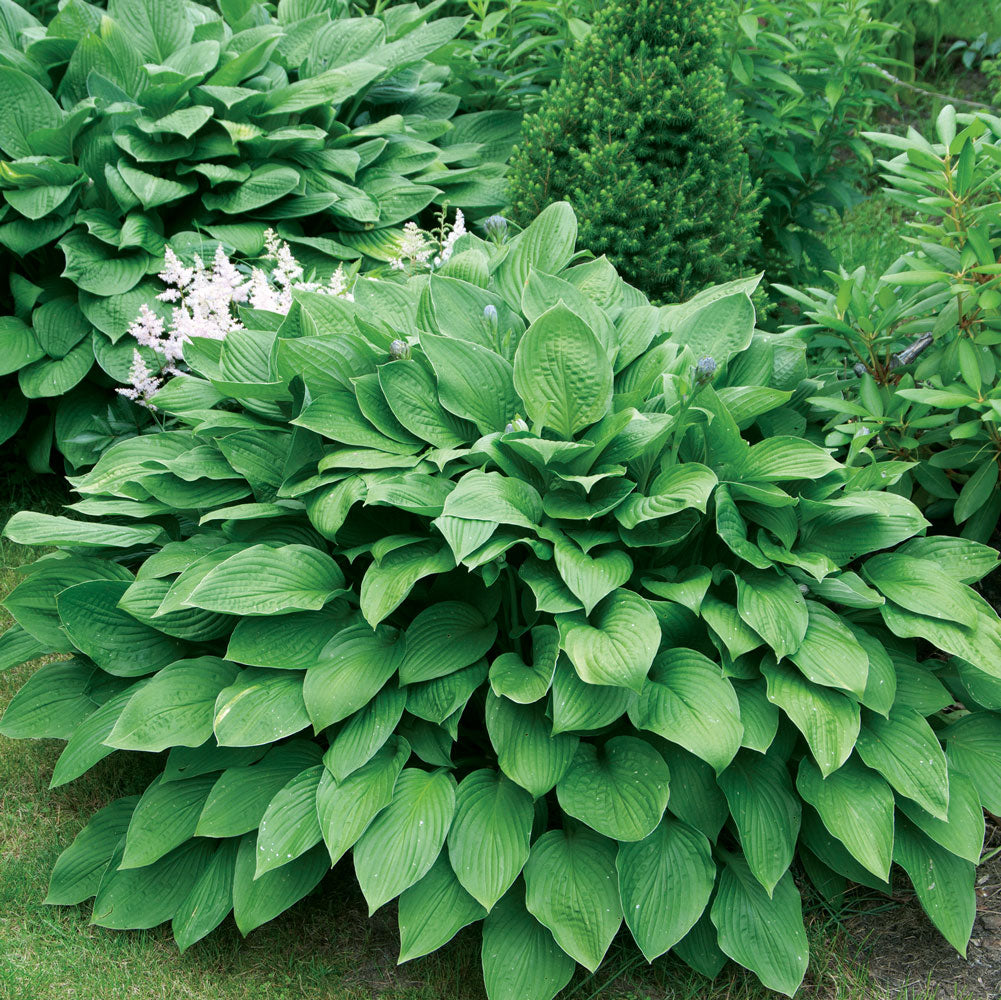 WholeLotta Hosta