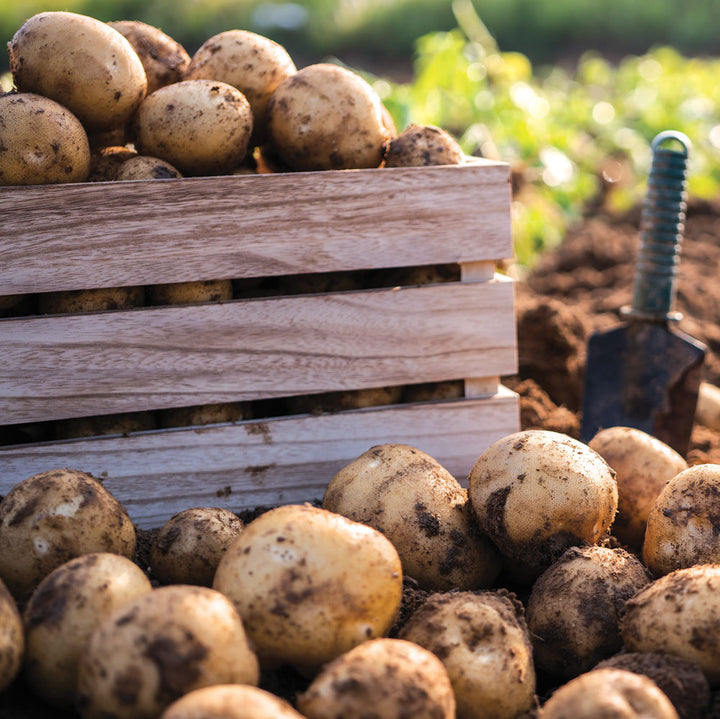 Bushel of Potatoes